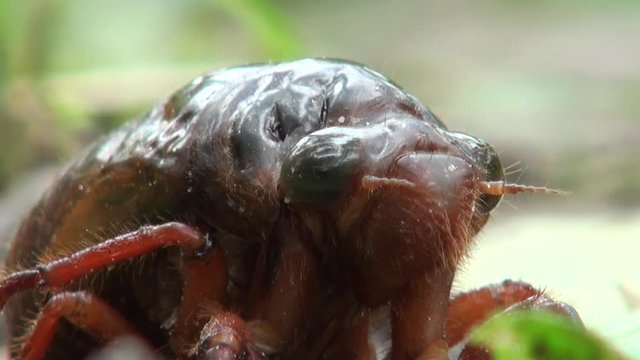 cicada in the ground-Dan