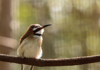 White throated bee-eater