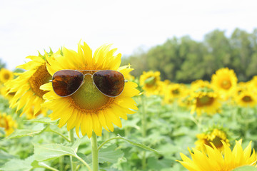 Sunflower and glasses