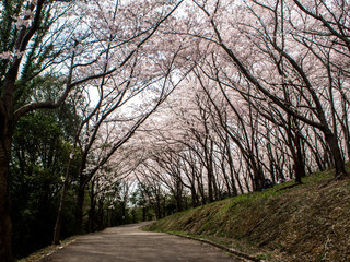桜の時
