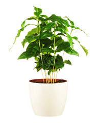 Coffee tree Arabica Plant in flower pot isolated on white background. Closeup. - obrazy, fototapety, plakaty