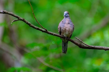 Zebra Dove or Barrec ground Dove or Javanese striated Ground Dov