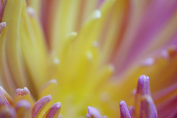 Fototapeta premium chrysanthemum flower Macro. Blurred yellow-pink background flower. Chrysanthemum petals closeup. For design. Nature.