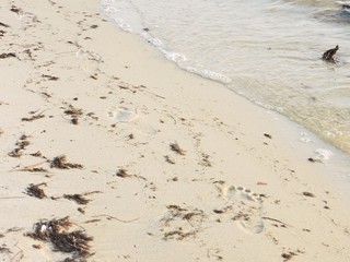 footprints by the water