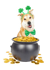 St Patricks Day Dog With Pot of Gold