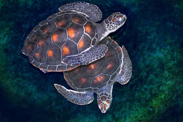 Fototapete Schildkröte Karettschildkröte Meeresschildkröten leben in der Andamanensee. Jedes Jahr kommen sie zurück zum Spawn on the Beach in Phuket und Phang Nga