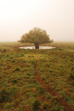 Arbol de Tamarisco en Guamini, Argentina