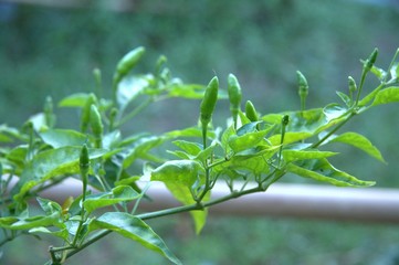 Green chille