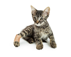 Tabby Kitten With Injured Paw
