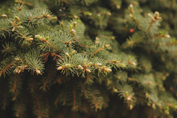 Spruce with cones close up. Green Macro