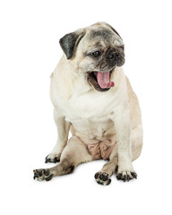 Tired Pug Dog Yawning