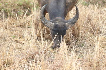 Obraz premium Buffalo feeding natural foods