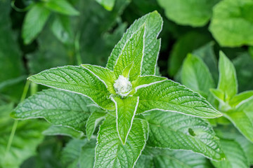 Mint leaves background