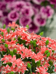 カーネーション
