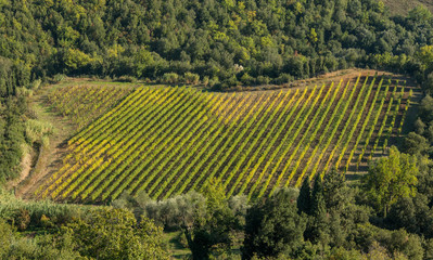 Fototapeta na wymiar Scenic view on vineyards in Tuscany