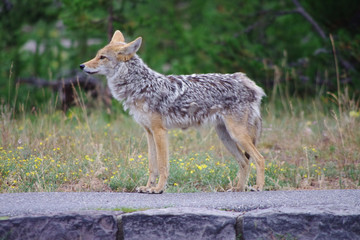 Young'un coyote evening strolling along roadways of flowery Yellowstone National Park in summer of 2010