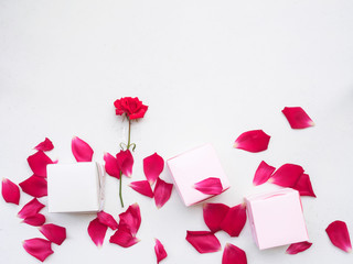 Flat lay of gift box and red petals flower on white background,