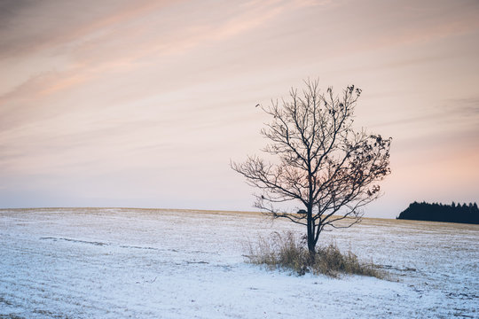 Lonley winter tree in snow field
