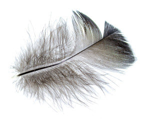 bird feather on a white background as a background for design