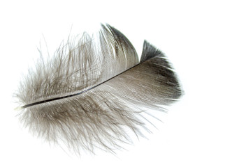 bird feather on a white background as a background for design