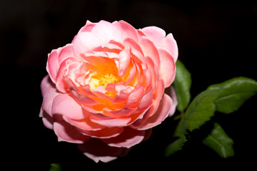 Pink Rose Flower isolated