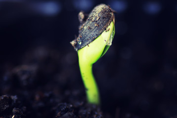 box with small sprout from seeds