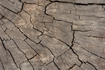 Old wood background texture, wallpaper.