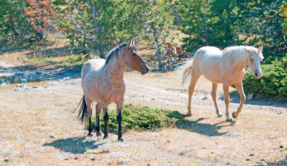 Palomino mare and Red Roan Stallion on Tillett Ridge in the Pryor Mountain Wild Horse Range in Montana USA