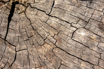 Fototapeta premium Old wood background texture, wallpaper.