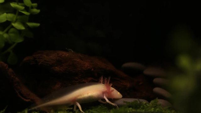 axolote sucking food eating in the water-Dan