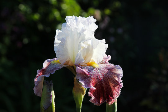 Hybrid Iris "Thundering Ovation" in the spring garden. Sunlight.
