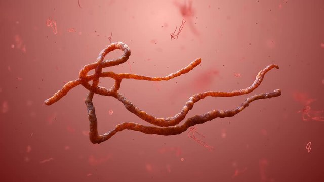 Ascaris lumbricoides, which inhabit human intestine and cause disease ascariasis. Detailed 3d model of Ebola Virus. Nematode parasites transmitted by mosquitoes which cause filariasis, elephantiasis