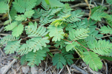 Closeup of sensitive plant or sleepy plant