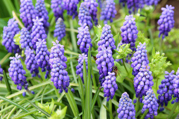 Flowering blue muscari in the spring garden.