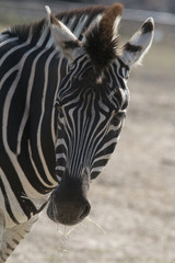 Fototapeta na wymiar Zebra head close up africa