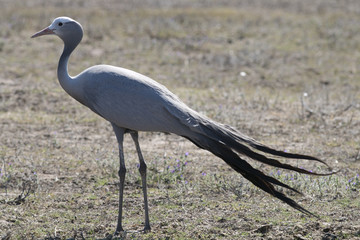 blue crane Heron Bird feathers sun africa