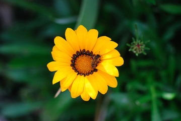 Yellow flower on the dark green background
