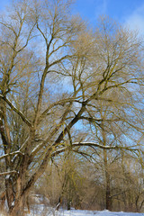 beautiful winter landscape: the branches of a large tree in the snow against the blue sky, nature, wilderness