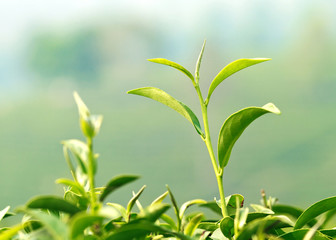 Fototapeta na wymiar Close up of young green tea leaves in tea field