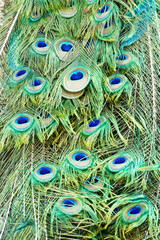Fototapeta premium Colorful of green peacock feathers pattern