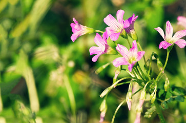 Pink oxalis flower or Oxalis Corymbosa blossom on nature background