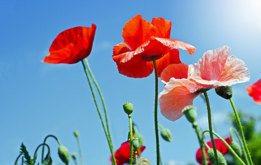 Colorful of Poppy flowers against the blue sky in springtime