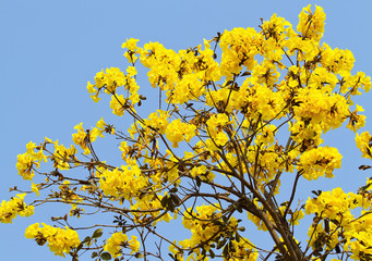 Tabebuia chrysotricha flowers blossom blue sky