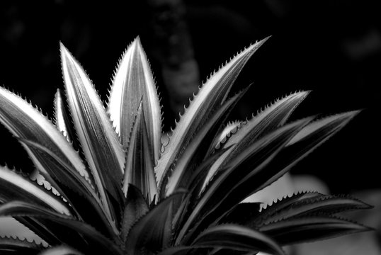 Close Up Of Bromeliad Plants In Black And White