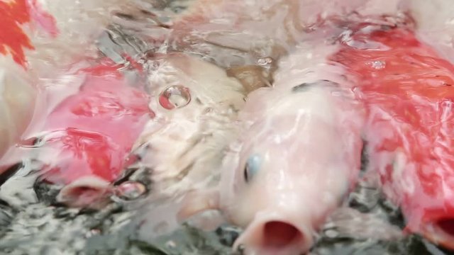 People feeding many Koi carp in the pond, crowd the fish swam to the surface of the water and grab the food, Taiwan-Dan
