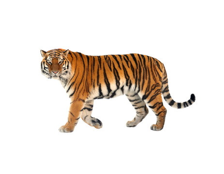 Siberian tiger (P. t. altaica), also known as Amur tiger