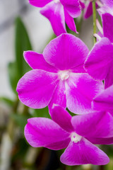 pink phalaenopsis orchid