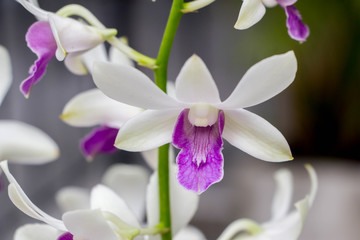 white phalaenopsis orchid