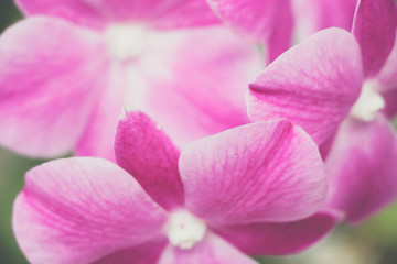 Fototapeta na wymiar pink phalaenopsis orchid