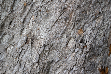 old rustic wood skin